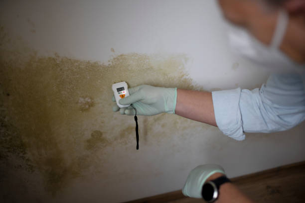 Home Mold Removal in Sturgis, MI