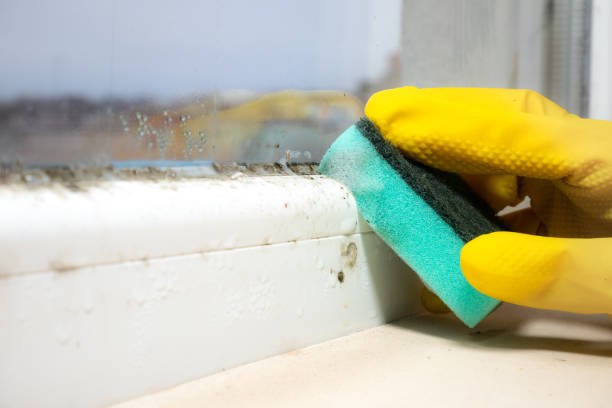 Professional Mold Removal in Sturgis, MI